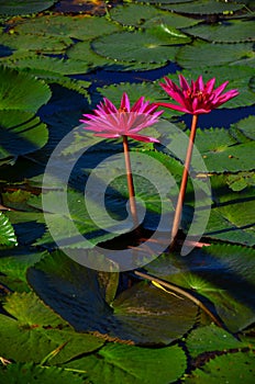 beautiful pink lotus flower in pond Â at Thung Bua Daeng Ban Na Nakhon Nayok
